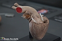 VBS_2848 - Valvole cardiache - Mostra Body Worlds